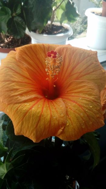 P_20170921_101406_1_BF_p - Hibiscus