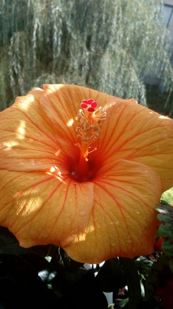 P_20170921_101729_1_BF_p - Hibiscus