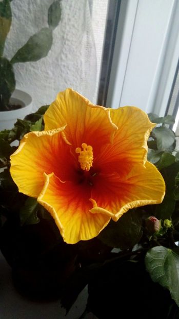 P_20170921_092850_1_BF_p - Hibiscus