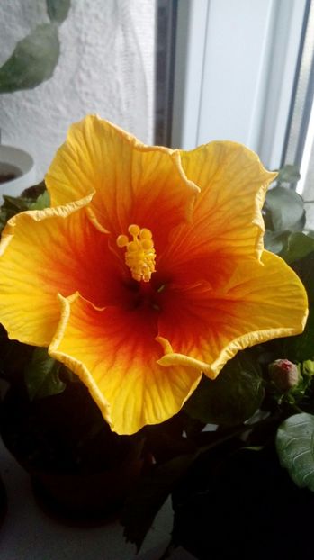 P_20170921_092816_1_BF_p - Hibiscus
