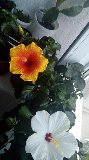P_20170921_105337_1_BF_p - Hibiscus