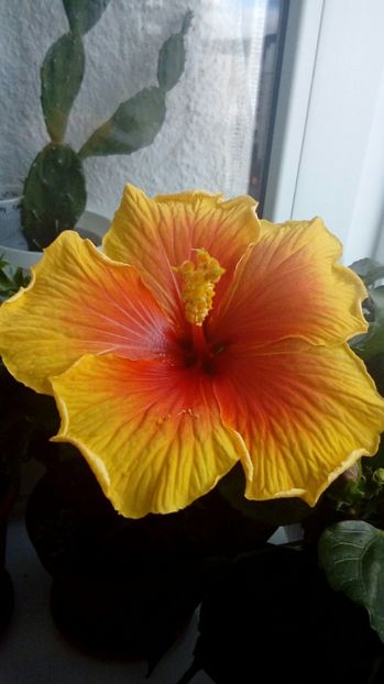 P_20170921_105305_1_BF_p - Hibiscus