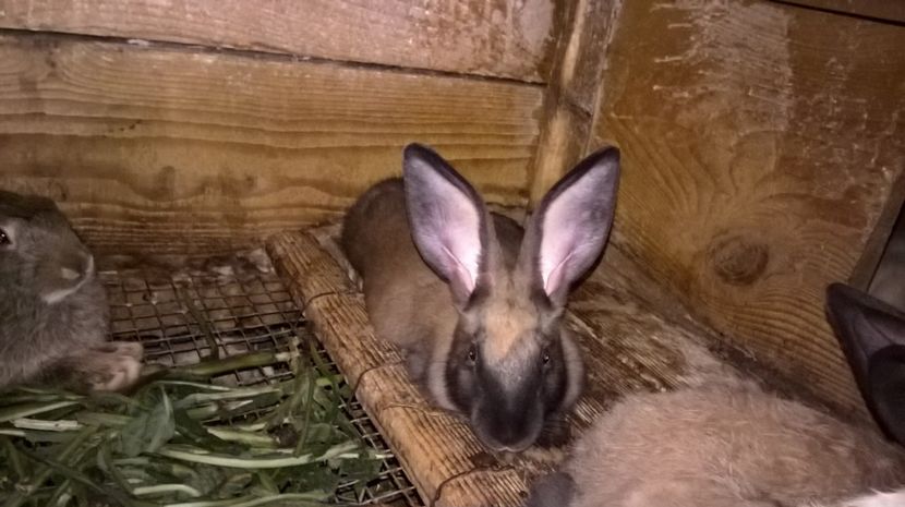  - a1-femela hycole alba