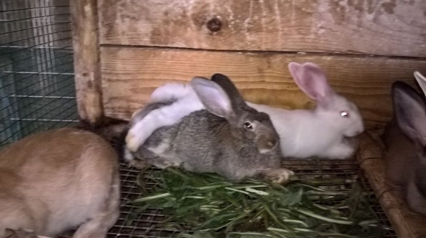  - a1-femela hycole alba