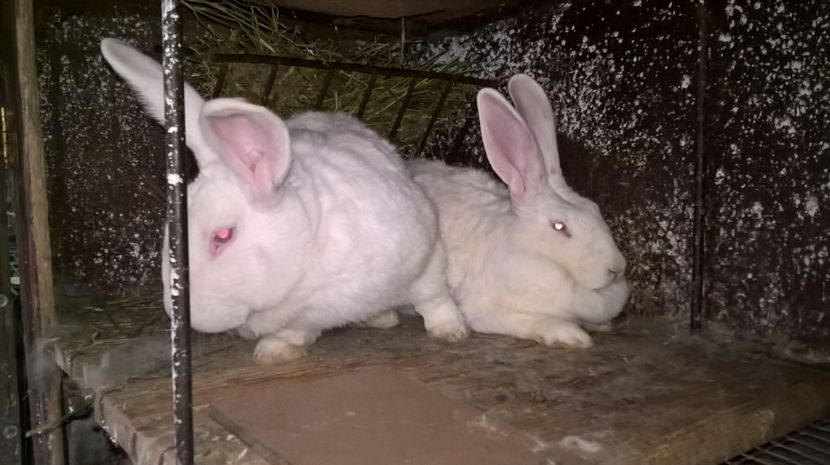 21.10.2017 - a3-femela hycole nr 3 NADIA