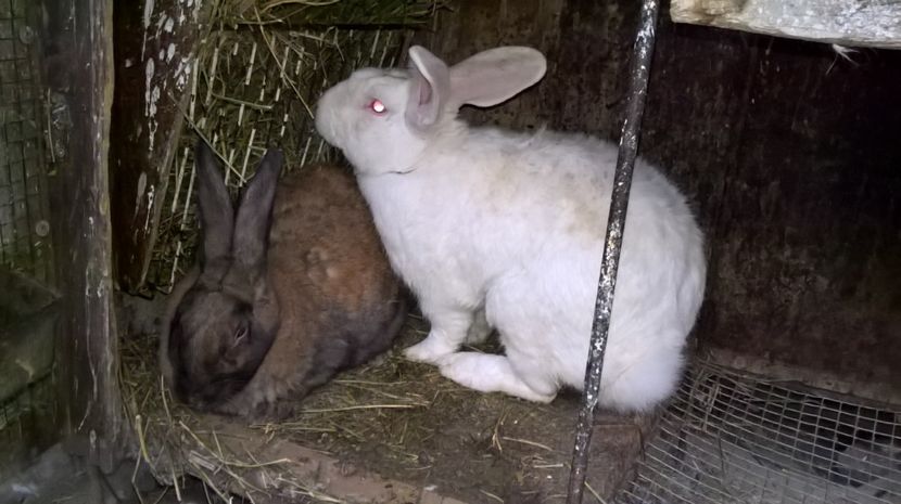 20.09.2017 - a1- femela hycole 2turingen