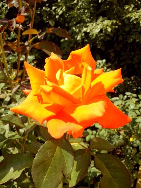 monika - 0 TRANDAFIRI 2017