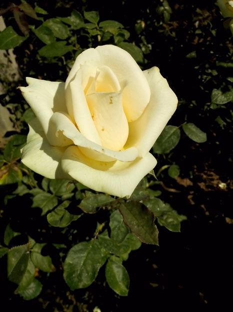 mithos - 0 TRANDAFIRI 2017