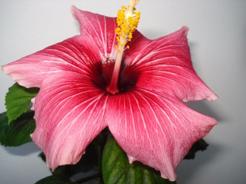  - B Hibiscus din seminte