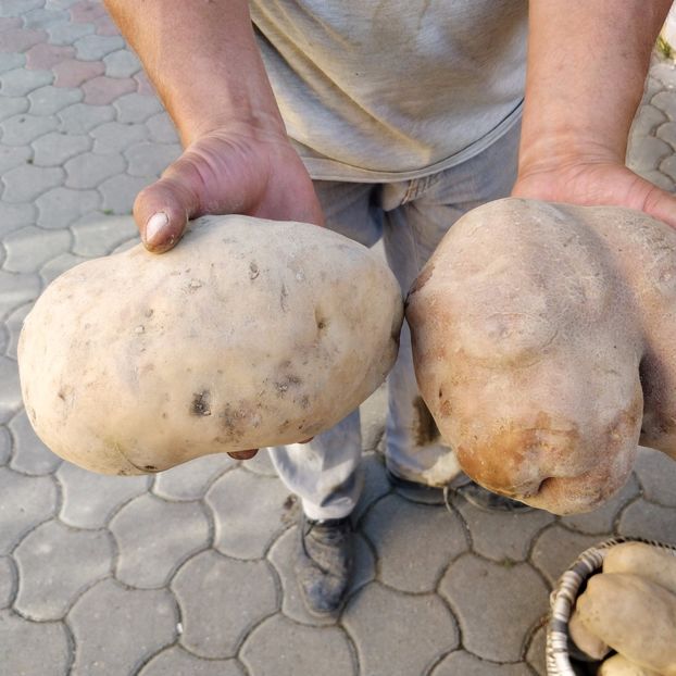  - Cartofi - Dragusi BV 2017