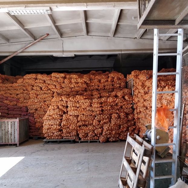  - Cartofi Avrig SB 50 tone la ha