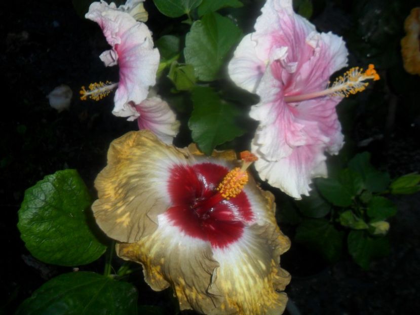  - hibiscusi 2017 8