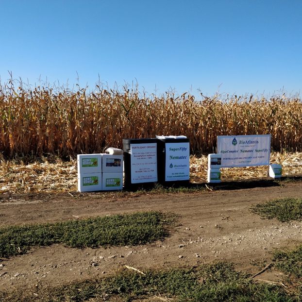 Poza 1 - Ziua Sfeclei de Zahar 2017