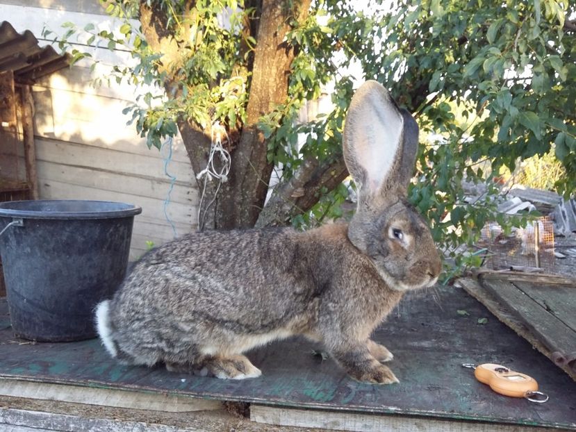 Mascul din feb 2017 - Mascul urias gri feb 2017