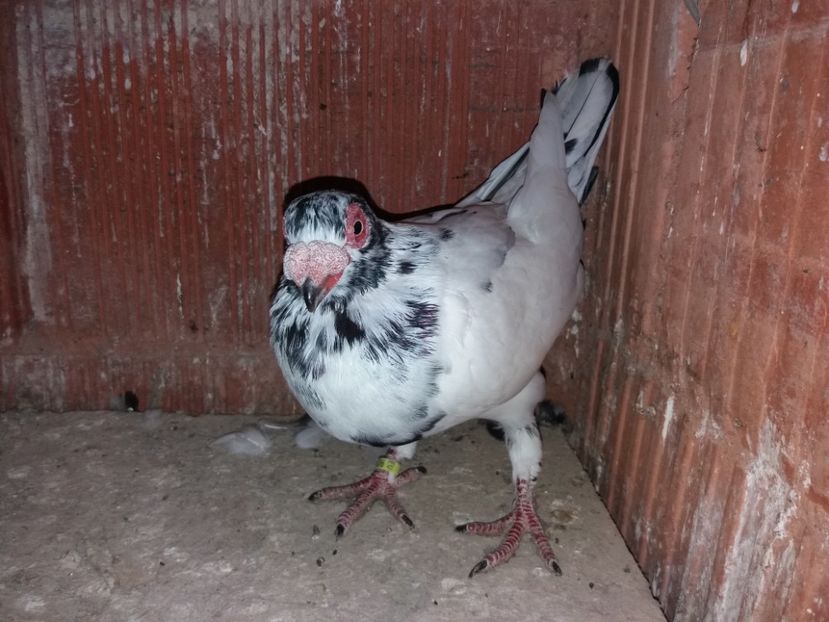 pui din per 4 - Tineret 2017