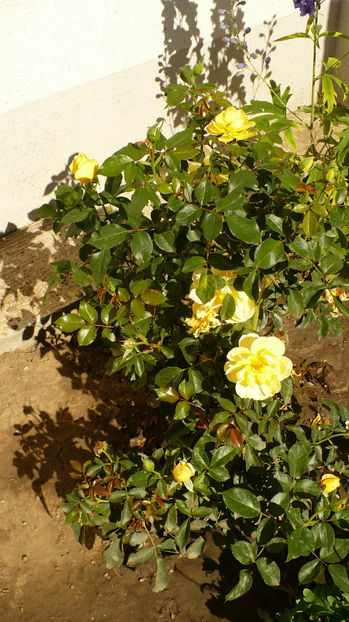 P1280888 - Splendid ruffles 2017