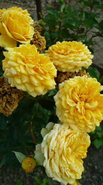 P1280930 - The girl from yesterday 2017