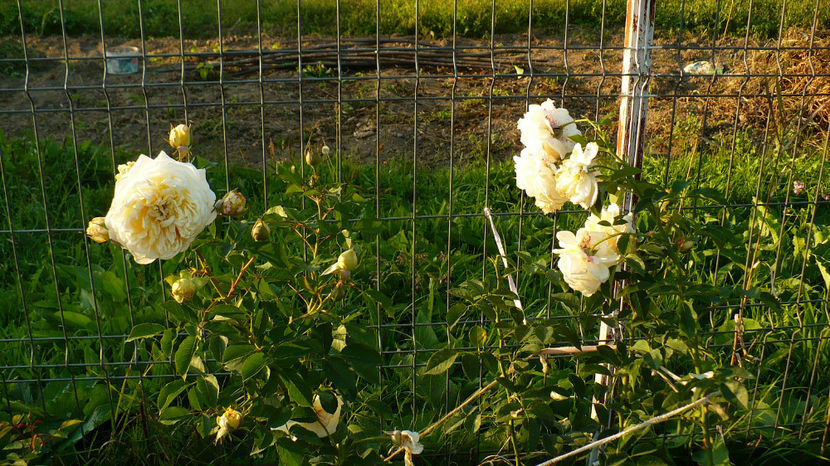 P1280981 - The Pilgrim - al 2 -lea an