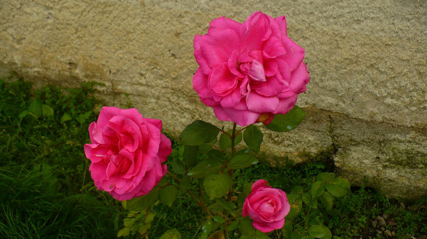 P1290063 - Delboip sau Lancome 2016