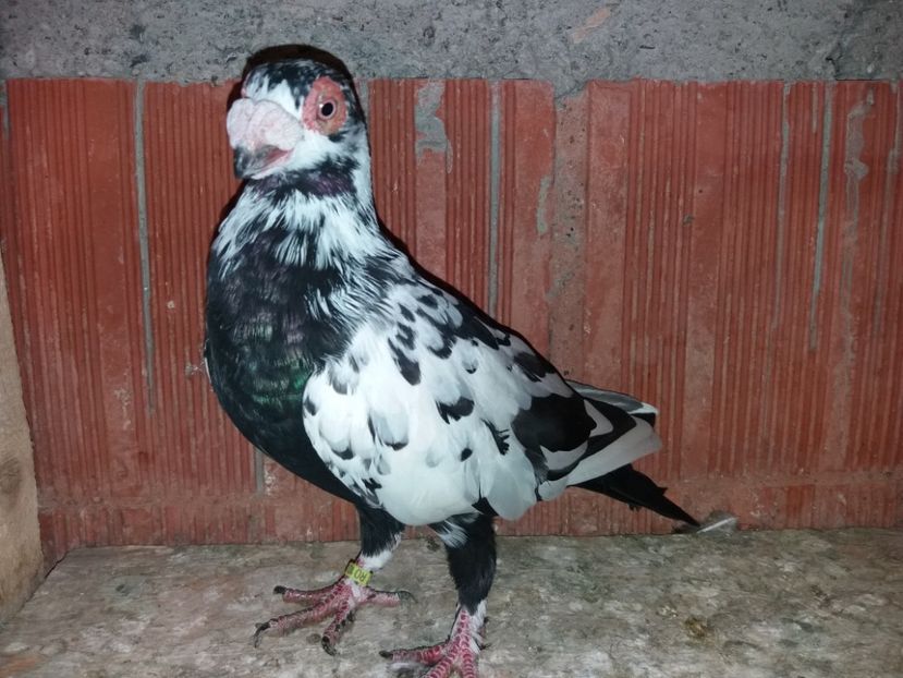 pui din per 6 - Tineret 2017