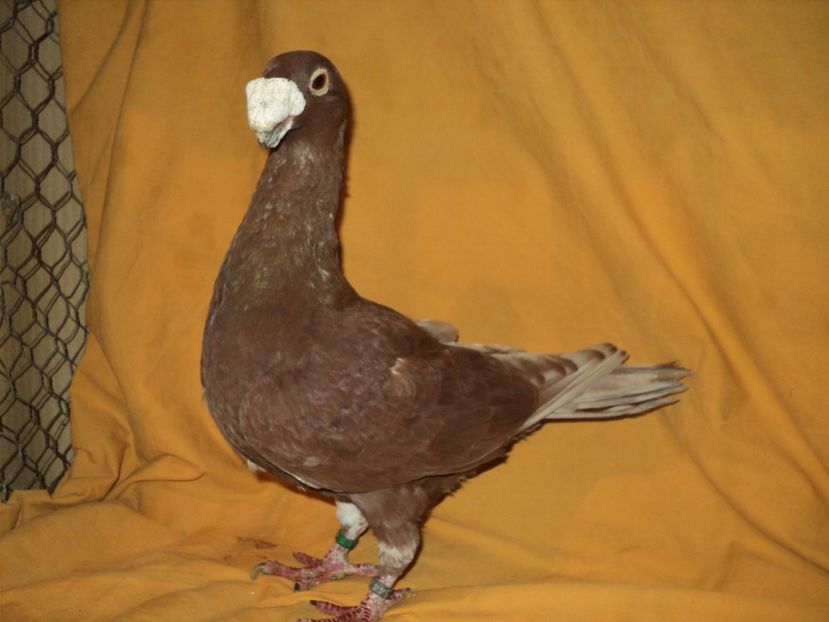 mascul 2014 - VOIAJORI GERMANI