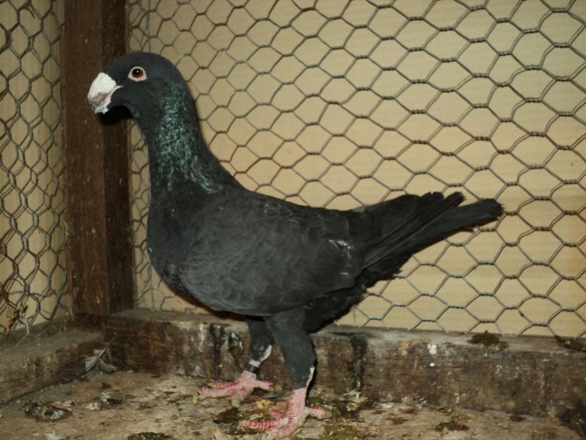 femela 2010 - VOIAJORI GERMANI