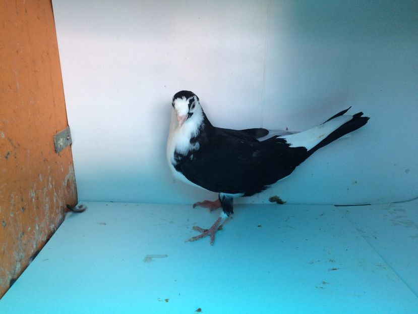 9082  femelă  2017_1 - tineret 2017