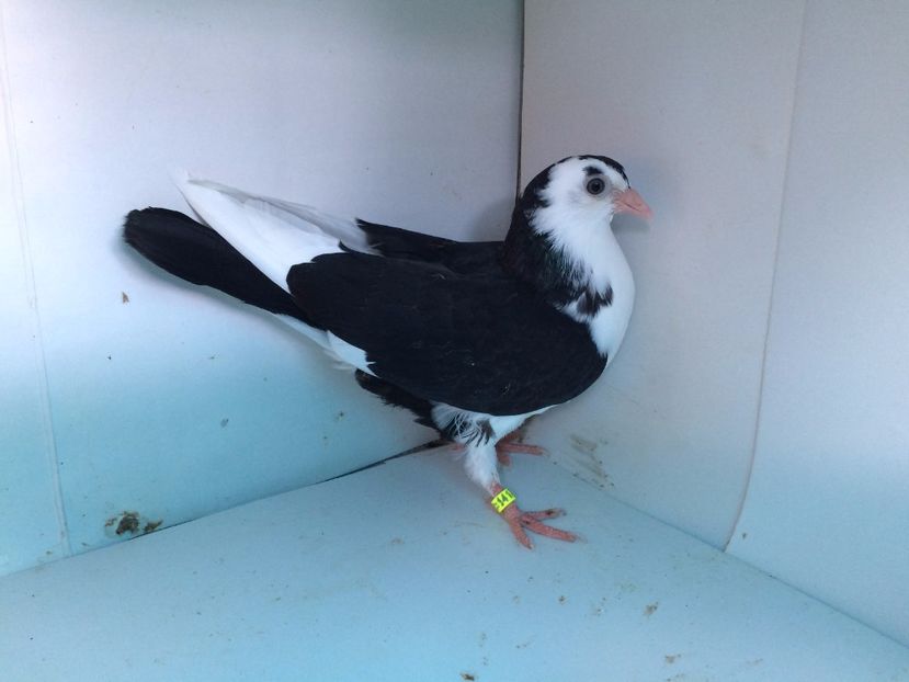 14178  femelă  2017_1 - tineret 2017