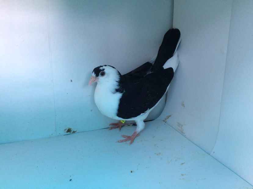 14178  femelă  2017_2 - tineret 2017