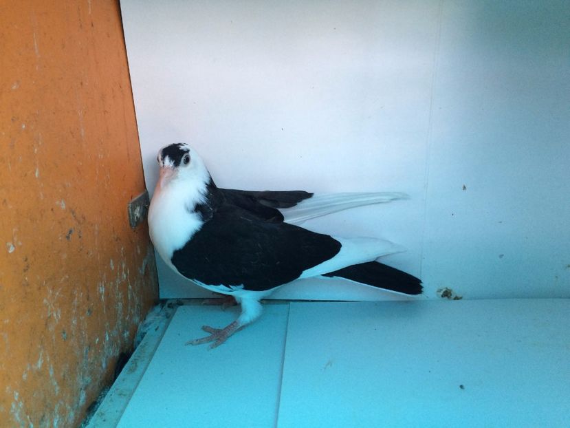 14178  femelă  2017_3 - tineret 2017