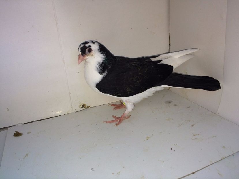 14177  mascul  2017_1 - tineret 2017