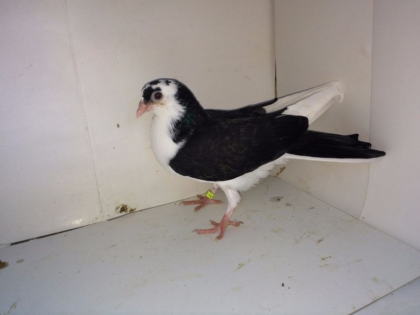 14177  mascul  2017_2 - tineret 2017