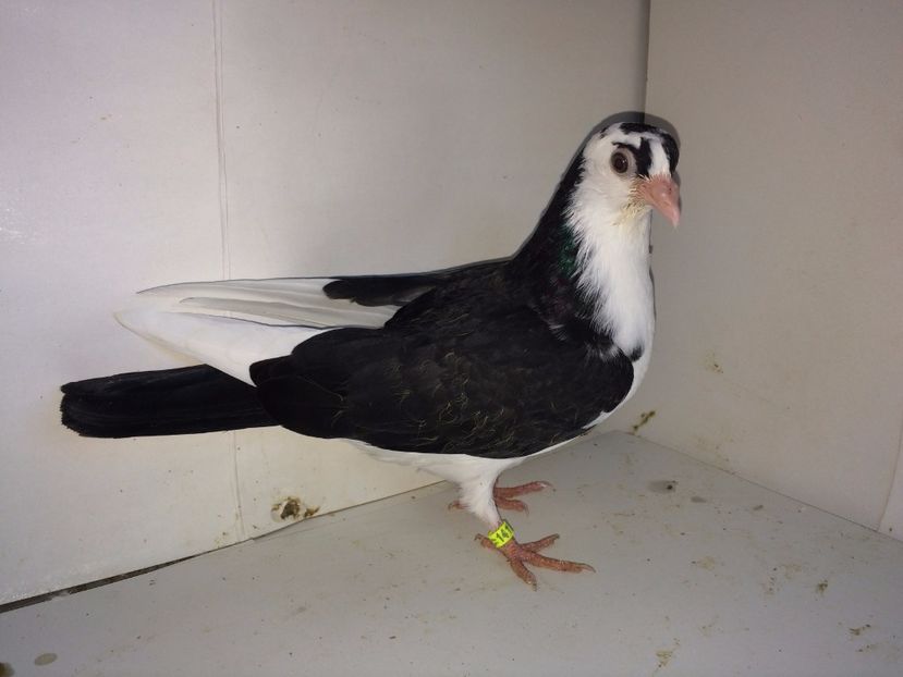 14177  mascul  2017_3 - tineret 2017