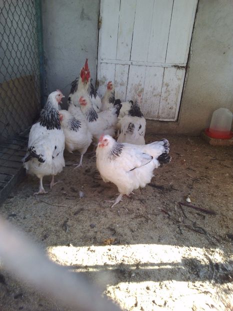  - Gaini susex de vanzare