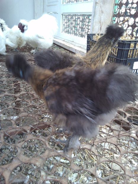  - Gaini matase japoneza oua de vanzare