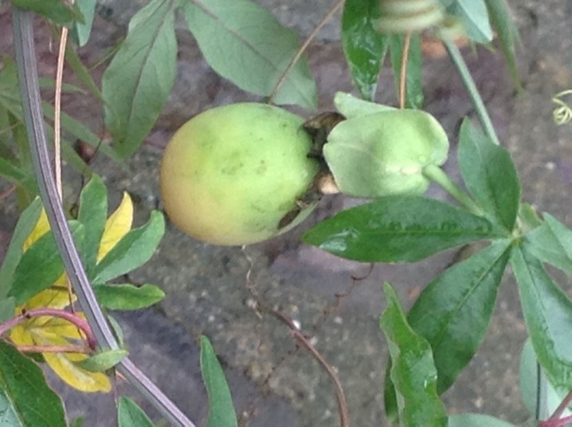 Un fruct de pasiflora care acum se colorează - Japonezul galben si Pasiflora