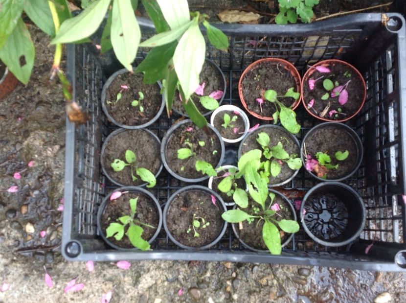  - Răsaduri de perene si bianuale