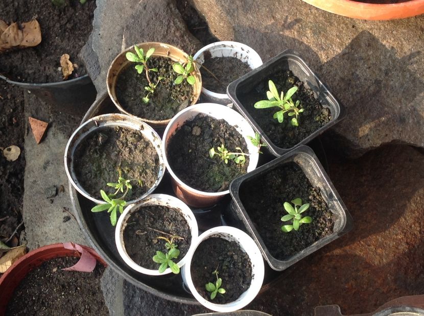  - Răsaduri de perene si bianuale