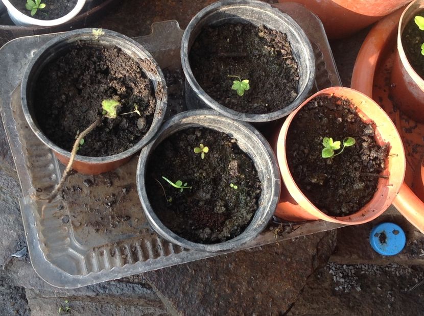  - Răsaduri de perene si bianuale