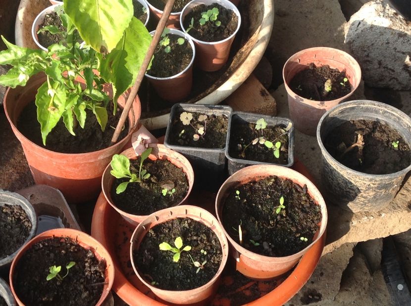  - Răsaduri de perene si bianuale