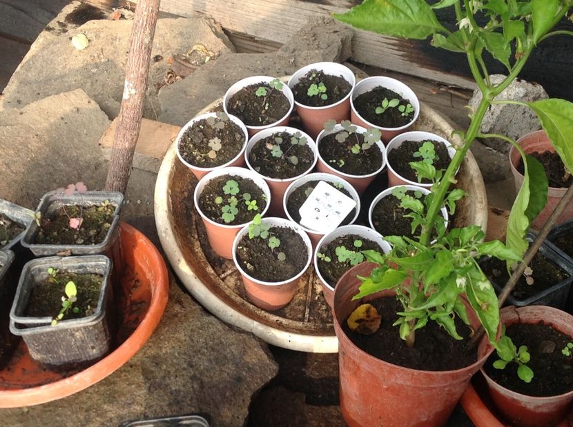  - Răsaduri de perene si bianuale