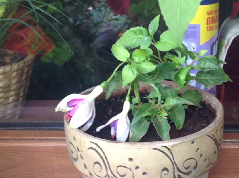  - Fuchsia răsaduri 2017