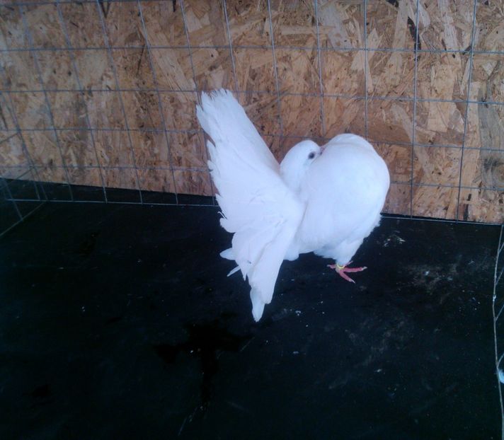 M - VANZARE voltat englez