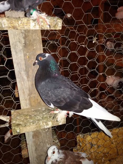  - Pasari facute cadou