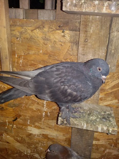  - Pasari facute cadou