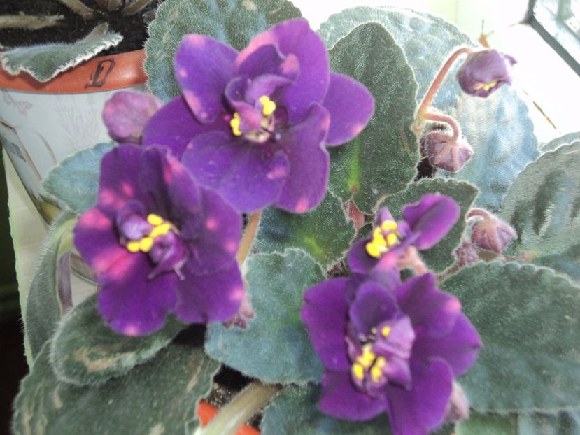 Bliznecy - AA violete africane de colectie