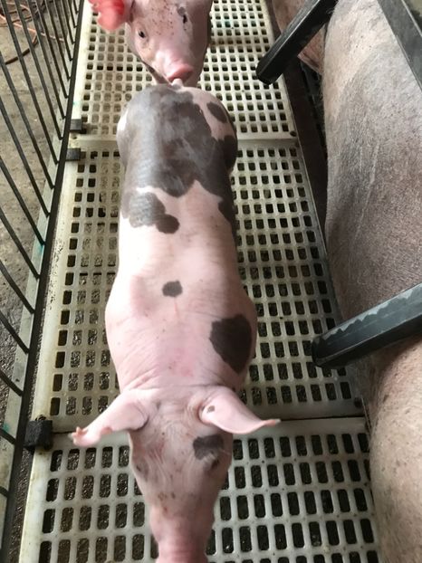  - Purcei Pietrain Belgian 2017