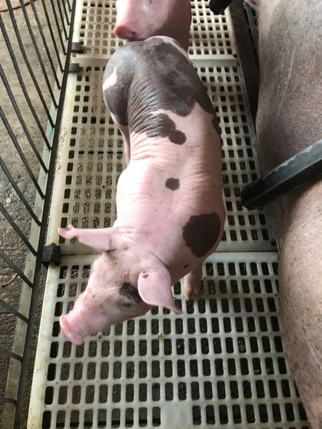  - Purcei Pietrain Belgian 2017