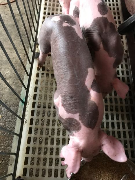  - Purcei Pietrain Belgian 2017