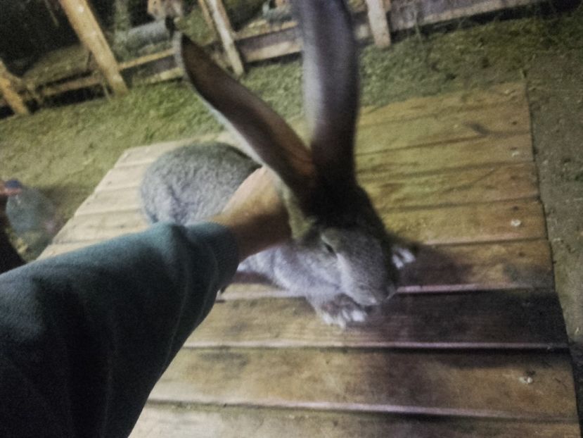 ambii parinti peste 8 kg , se trimite si in tara - 000 DE VANZARE IEPURI